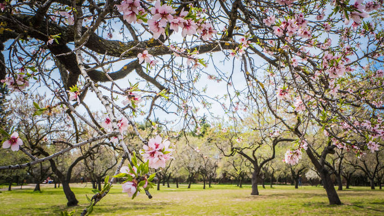 Oferta Primavera